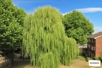 Images for Dyke Drive, Orpington