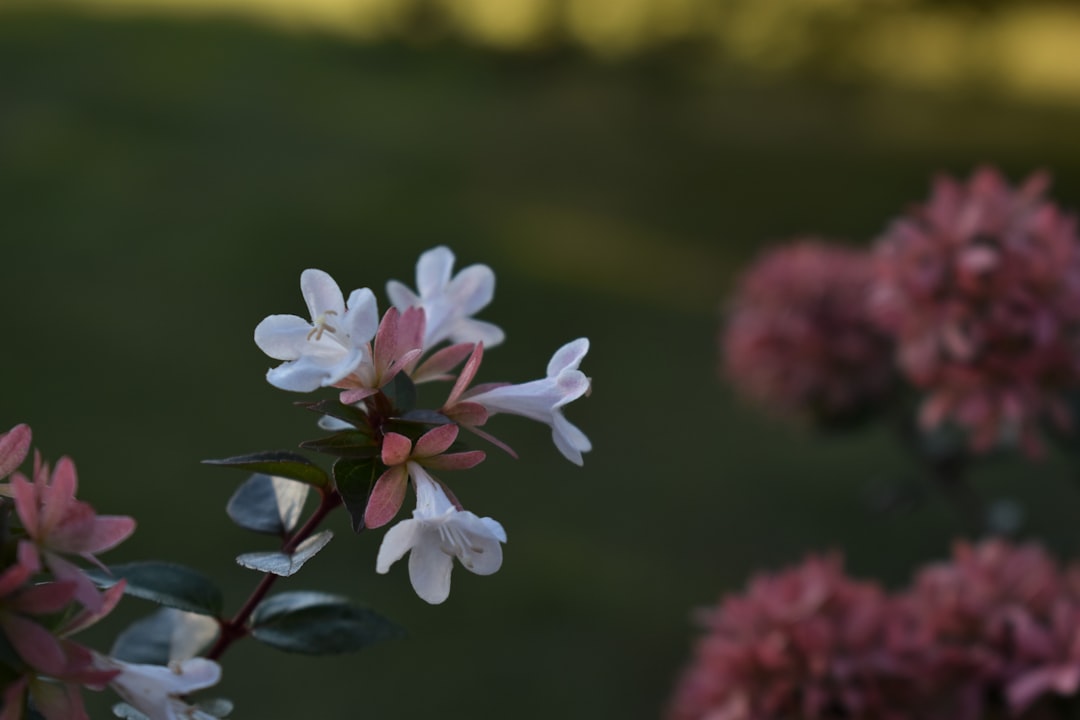 Revamping Your Garden for Buyers This Spring