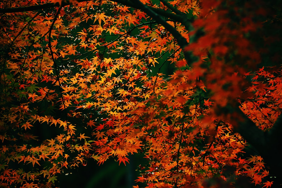 Preparing Your Home for an Autumn Sale: Tips and Tricks