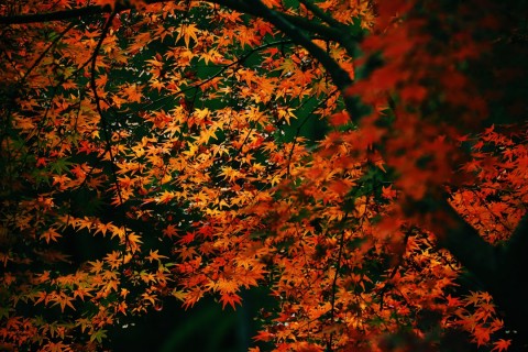 Preparing Your Home for an Autumn Sale: Tips and Tricks